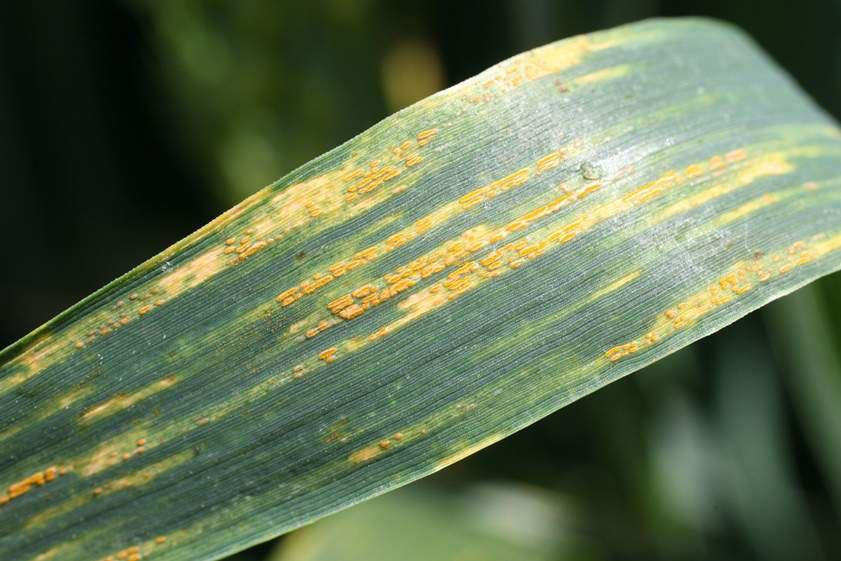 Stripe Rust - Wheat